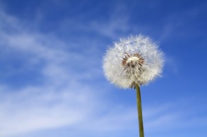 dandelion