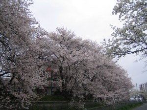 IMG_1218