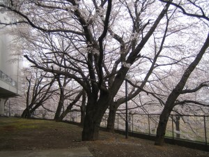 IMG_4219